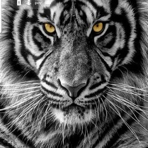 Meet your Posher, Dion